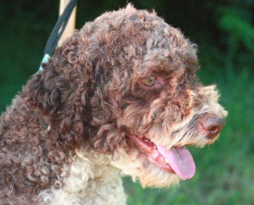 Lagotto Romagnolo Luce