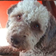 lagotto cucciola
