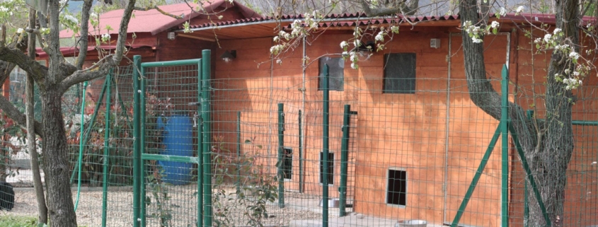 allevamento lagotto romagnolo struttura