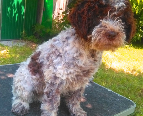 Cura del pelo del Lagotto Romagnolo: Toelettare e Tosare