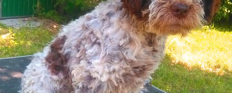 Cura del pelo del Lagotto Romagnolo: Toelettare e Tosare