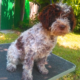 Cura del pelo del Lagotto Romagnolo: Toelettare e Tosare