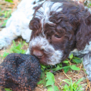 Avviare Cuccioli Lagotti romagnoli da Tartufo