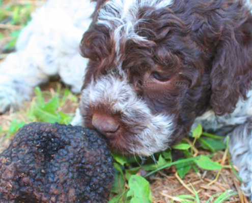 Avviare Cuccioli Lagotti romagnoli da Tartufo