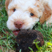 Lagotto da Tartufo Addestrare Cucciolo