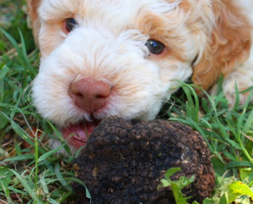 Lagotto da Tartufo Addestrare Cucciolo