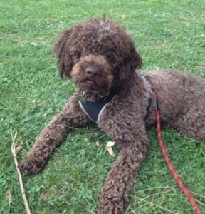 immagine cucciolo lagotto romagnolo roano