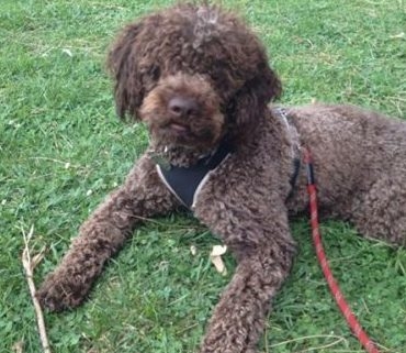 immagine cucciolo lagotto romagnolo roano