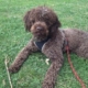 immagine cucciolo lagotto romagnolo roano