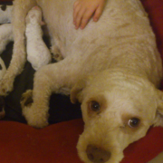 lagotto parto gravidanza