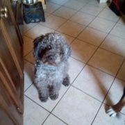 maschietto cucciolo lagotto immagine