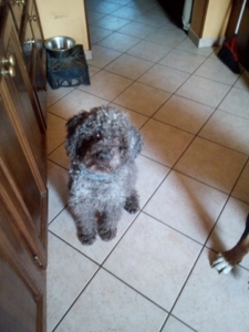 maschietto cucciolo lagotto immagine