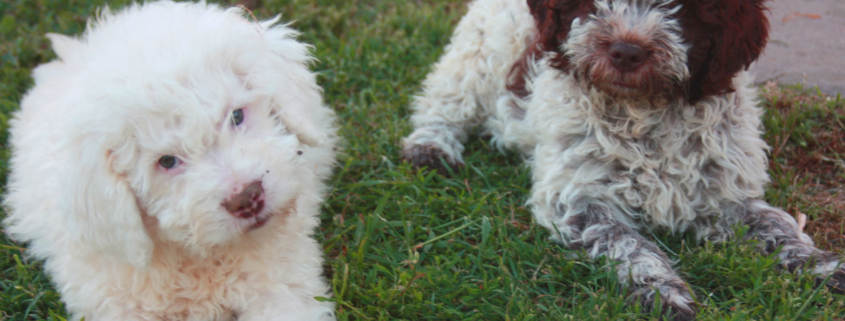 vaccini cane lagotto romagnolo