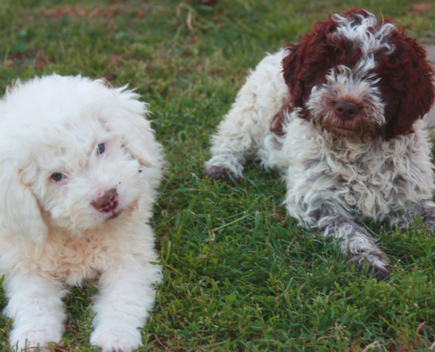 vaccini cane lagotto romagnolo