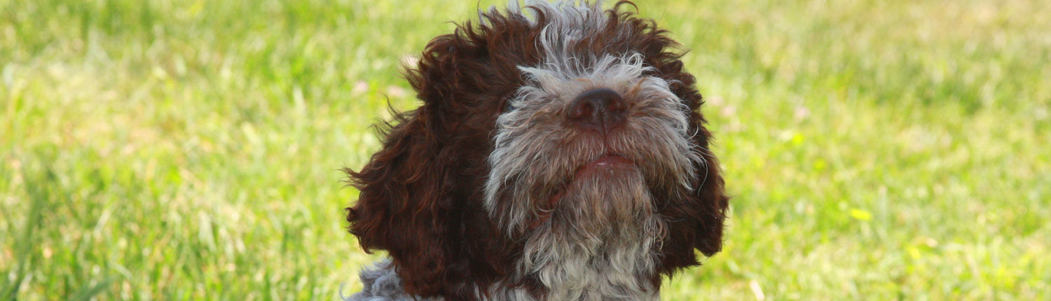 allevamento lagotto romagnolo