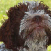 allevamento lagotto romagnolo