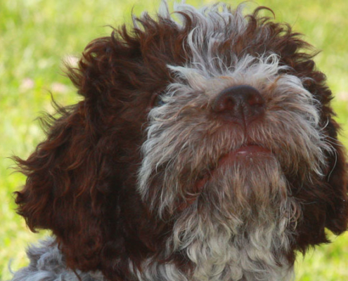 allevamento lagotto romagnolo