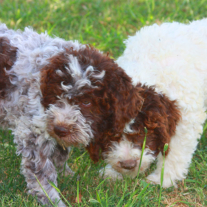 foto lagotto romagnolo immagini colori