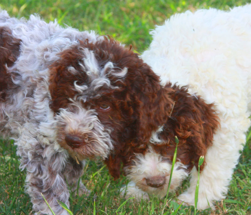 foto lagotto romagnolo immagini colori