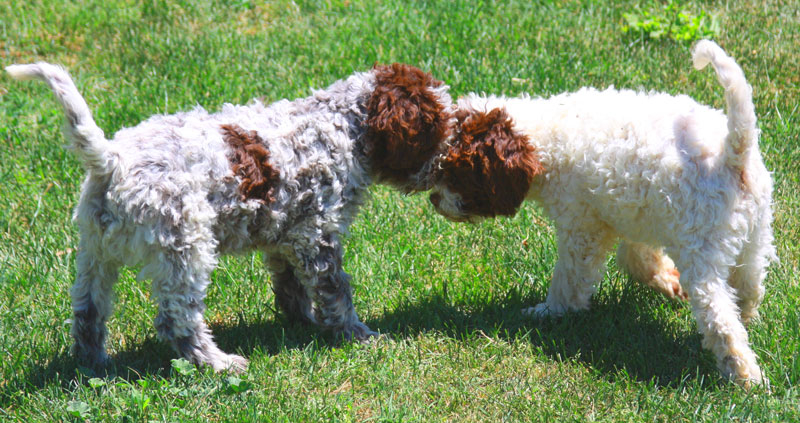 miglior allevamento lagotto romagnolo