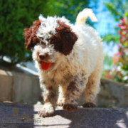 alimentazione lagotto romagnolo