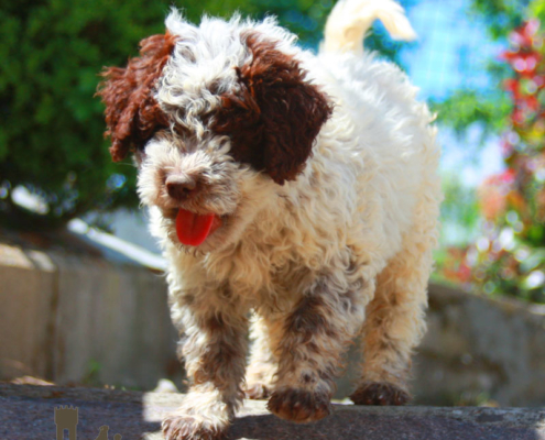 alimentazione lagotto romagnolo