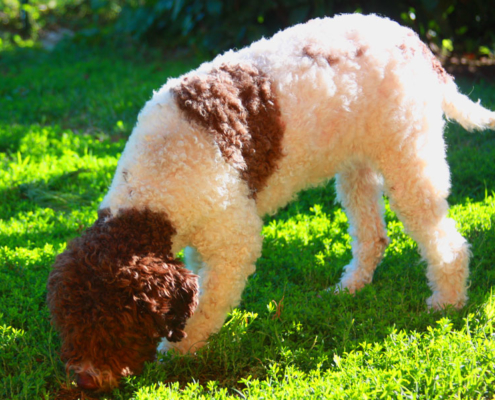 carattere lagotto romagnolo bambini