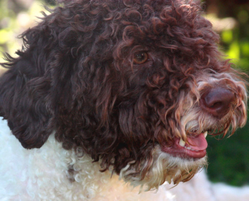 foto lagotto romagnolo immagine bella