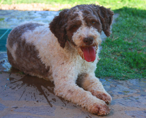 lagotto romagnolo consigli