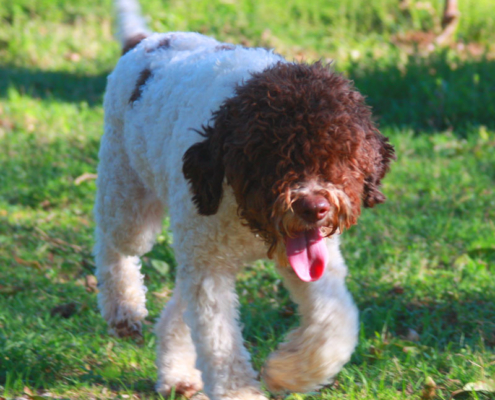 foto lagotto romagnolo immagini