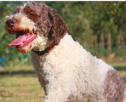 foto lagotto romagnolo immagine per google