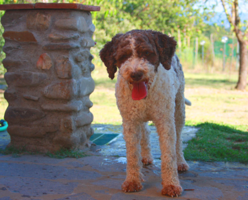 lagotto romagnolo tranquilla allegra e divertente