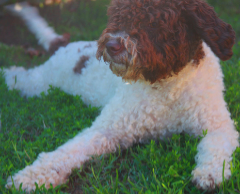 lagotto carattere e salute