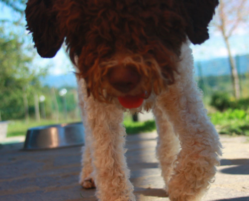 foto lagotto milano