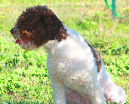 carattere lagotto romagnolo