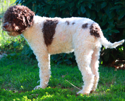 allevamenti lagotto romagnolo emilia foto