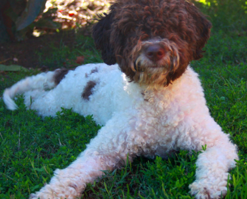 lagotto romagnolo bianco marrone roano