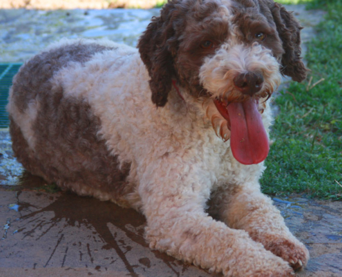 lagotto romagnolo immagine foto