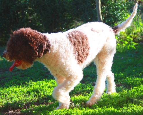 allevamenti lagotto romagnolo lombardia