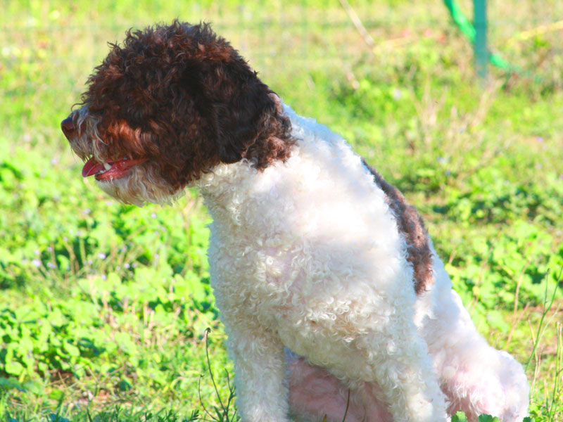 carattere lagotto romagnolo