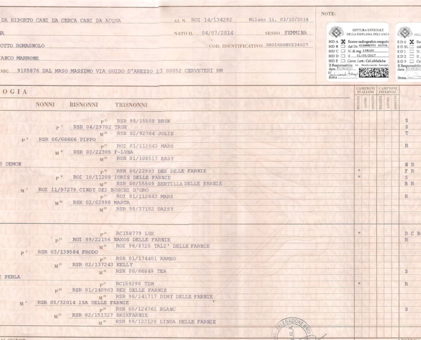 pedigree ENCI eccellente cane e genealogia