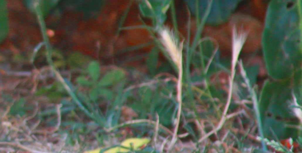 pericoli cane lagotto romagnolo forasacchi