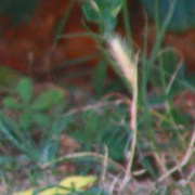 pericoli cane lagotto romagnolo forasacchi