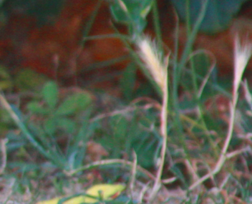 pericoli cane lagotto romagnolo forasacchi