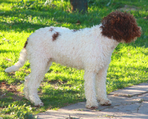 carattere lagotto romagnolo bianca marrone no arancio