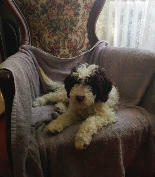 cucciolo arrivo casa lagotto romagnolo