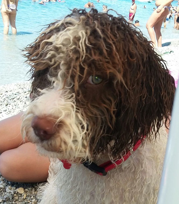 lagotto cane compagnia mare