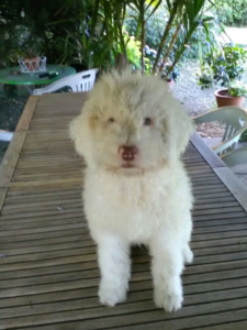 femmina lagotto bianca compagnia e tartufo