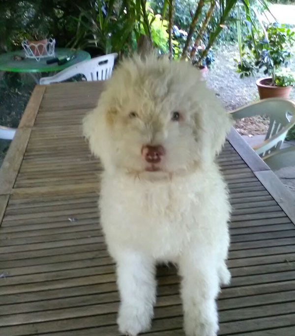 femmina lagotto bianca compagnia e tartufo