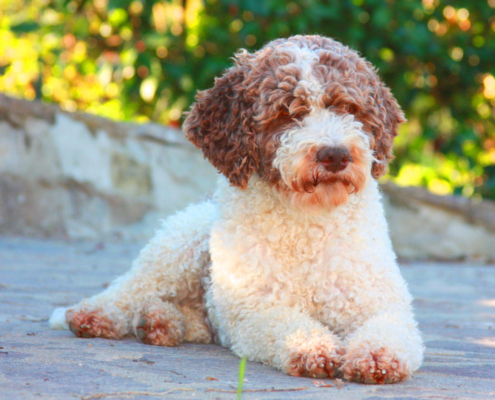 kennel lagotto romagnolo italy